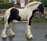 Vines Rocco, Colt Foal