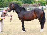 Welsh Section C Gelding