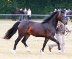 Welsh Section C Gelding