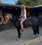 Welsh Section C Gelding
