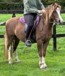 Welsh Section C Gelding