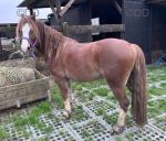 Welsh Section C Gelding
