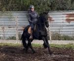 16hh Ride and Drive Friesian Mare