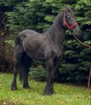 16hh Ride and Drive Friesian Mare