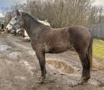 16hh Irish Draft Mare