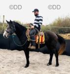 16hh Irish Draft Mare