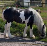 Tommy Gun, 14.3hh Driving Stallion 