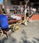Tommy Gun, 14.3hh Driving Stallion 