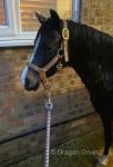 12hh Mare Possibly in Foal