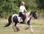 Luna, 13.2hh Riding Mare