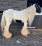 Tommy, 13.1hh Gelding