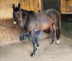 Nellie, 15.2hh TB Riding Mare