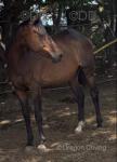 Nellie, 15.2hh TB Riding Mare