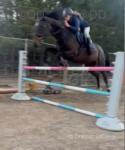 Nellie, 15.2hh TB Riding Mare