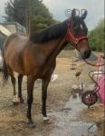 Nellie, 15.2hh TB Riding Mare
