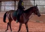 Penelope, Thoroughbred Riding Filly