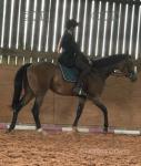 Penelope, Thoroughbred Riding Filly