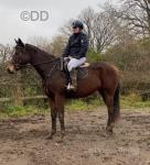 Penelope, Thoroughbred Riding Filly