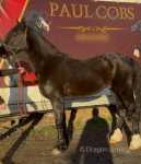 14.2hh Welsh Section D Riding Gelding