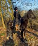 14.2hh Welsh Section D Riding Gelding
