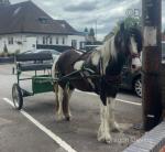 4 year old cart driven mare standing at 13+ hands. I haven't got an exact measurement, but she is definitely bigger than 13hh. 