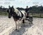 Cleo, 13.3hh Ride & Drive Mare
