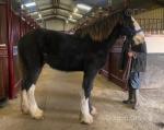 Yearling Shire Colt