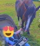 Blackberry, 13.2hh Driving Mare