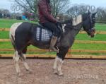 15.2hh Ride & Drive Gelding