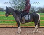 15.2hh Ride & Drive Gelding