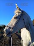 Hugo, 16.1hh ISH Riding Gelding