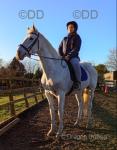 Hugo, 16.1hh ISH Riding Gelding