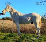 Hugo, 16.1hh ISH Riding Gelding