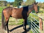 15.1hh Gelding