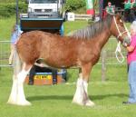 3 Year Old Clydesdale Filly