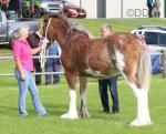 3 Year Old Clydesdale Filly