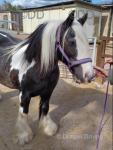 Hermits China May, 13.3hh Ride & Drive Mare