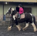 Hermits China May, 13.3hh Ride & Drive Mare