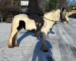 12.2hh Ride & Drive Mare