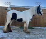 12.2hh Ride & Drive Mare