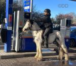 Ride & Drive Gelding