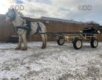 Ride & Drive Gelding
