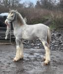 Kandy Kane, Filly Foal