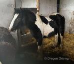 Piggy,  2 Year Old Filly