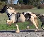 13.3hh Driving Stallion 