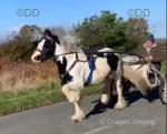 13.3hh Driving Stallion 