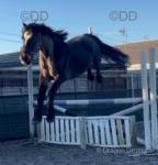 15.1hh Gelding
