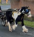 Smart black and white mare pony 13 years old, stands at 12.3hh. Very quiet pony on ground, picks all feet up, easy to catch and load. 