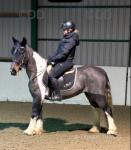 Brook 14.2hh 9 year old ride and drive mare. Brook is a 14.2hh ride and drive mare been there and done bit of everything, nothing seems to phase her and always very willing. 