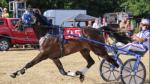 15.1hh Standardbred Ride and Drive Gelding 